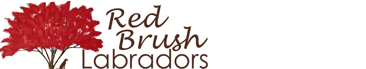 Red Brush Labs